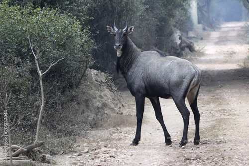 Male nilgai who stands on the road in the winter forest photo