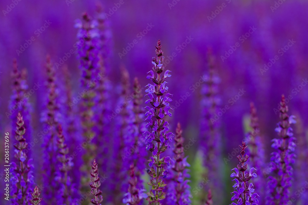 Obraz premium Sage Flowering in the Garden.