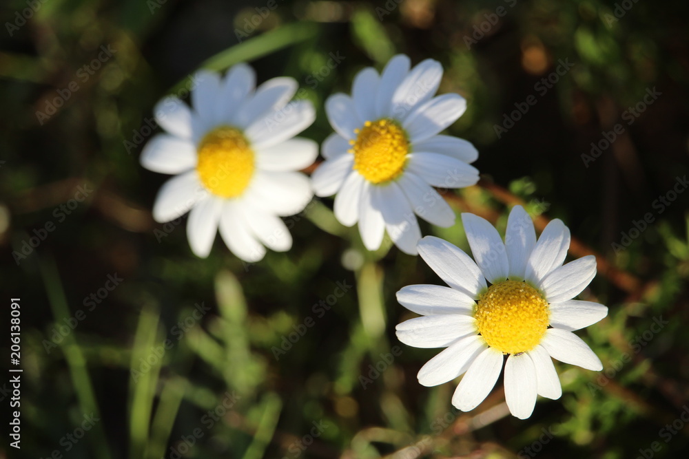 Fototapeta premium margaritas