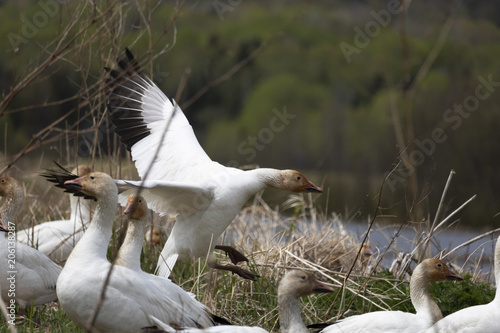 Migration des Oies des neiges forme blanche à Cap Tourmente photo