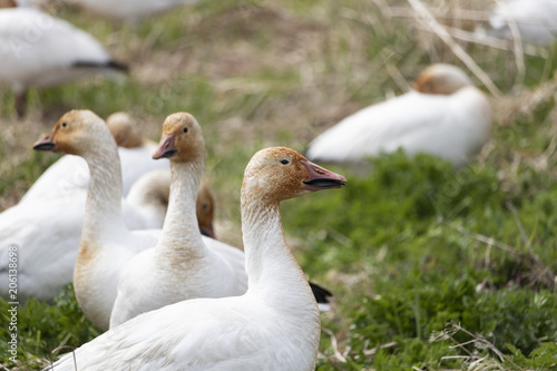 Migration des Oies des neiges forme blanche à Cap Tourmente