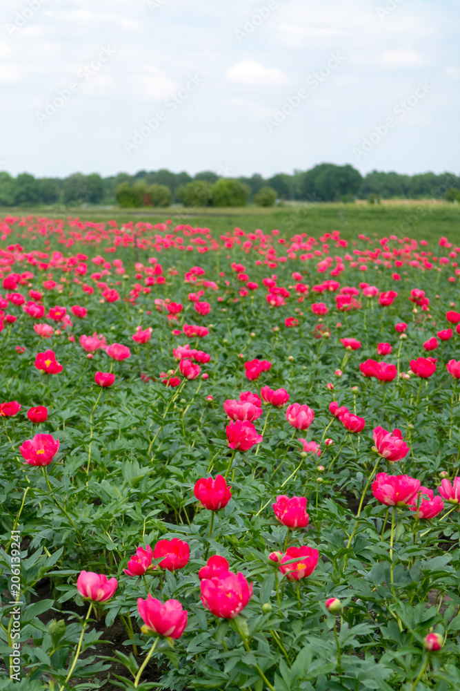 Colorful field with seasonal blossom of big pink peony roses flowers, countryside landscape, Dutch flowers
