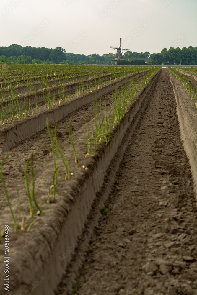 Dutch white gold vegetable, growing green asparagus plants after seasonal harvesting of white asparagus and removing of sun lights protector from plastic film Dutch white gold vegetable, growing green asparagus plants after seasonal harvesting of white asparagus and removing of sun lights protector from plastic film