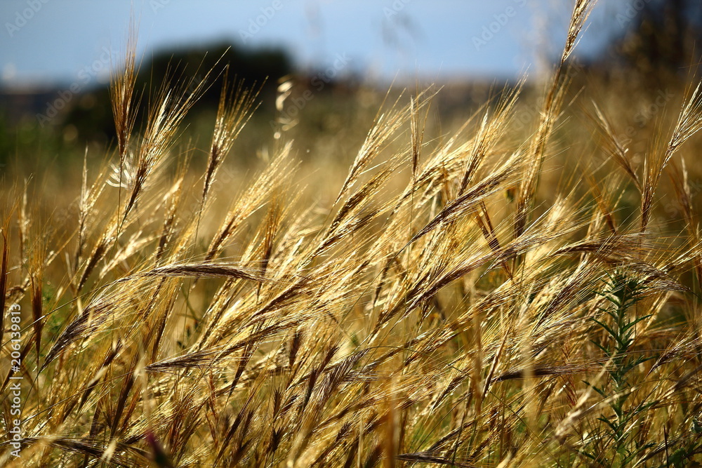Fototapeta premium Campo en primavera