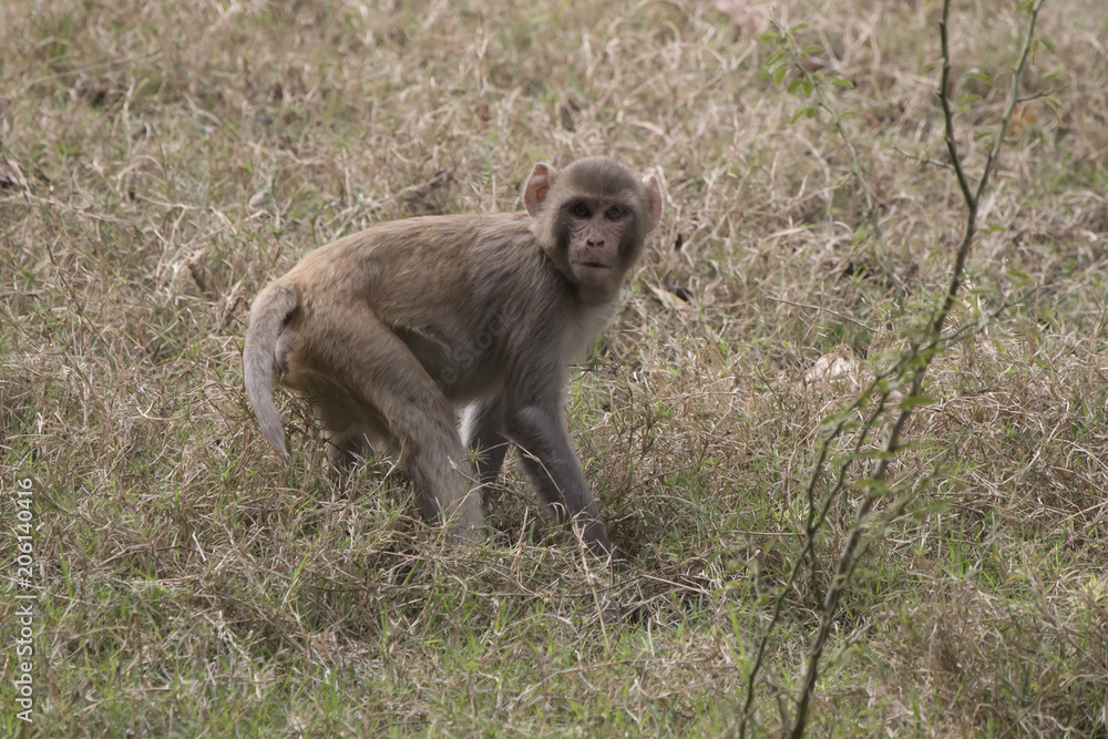 young rhesus macaque standing among the grass in a clearing at the edge of the forest