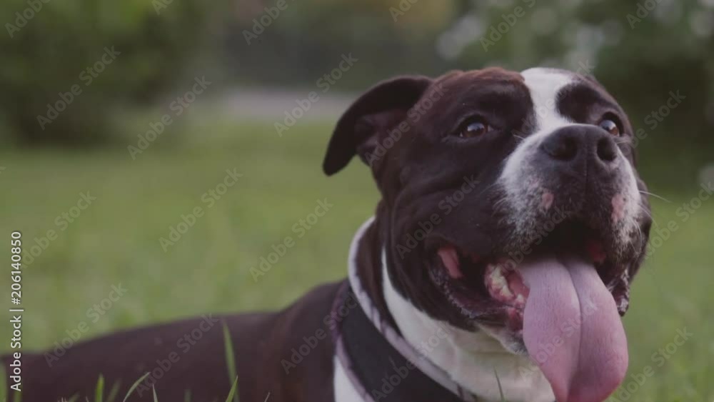 English staffordshire bull terrier running and jump English staffordshire bull terrier running and jump