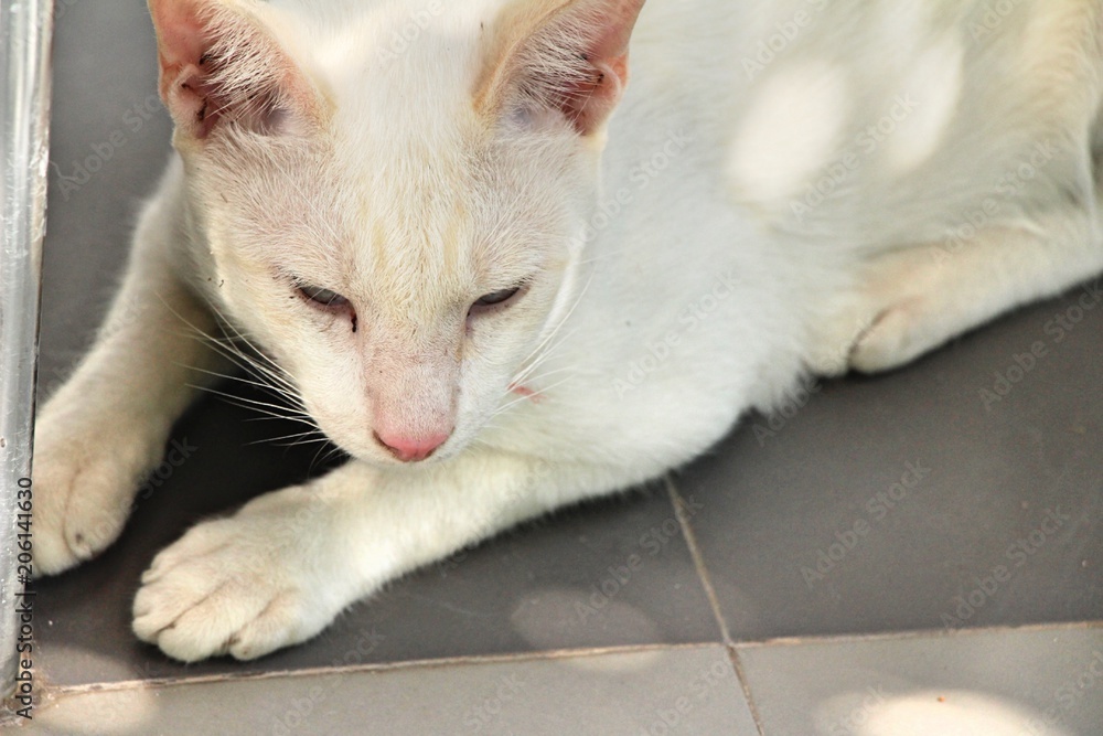 Fototapeta premium The cat is sleeping on the floor