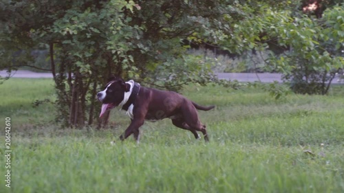 English staffordshire bull terrier running and jump