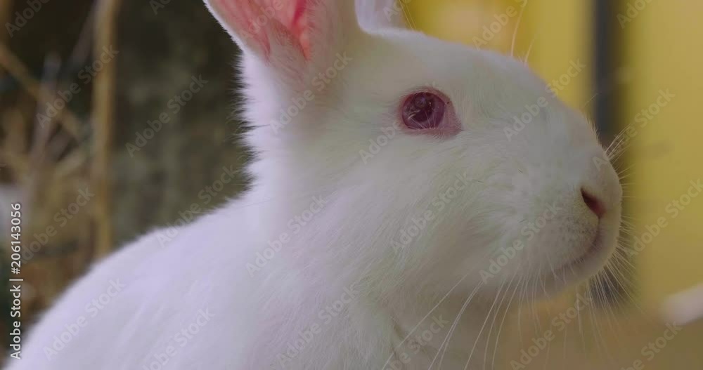 A rabbit eating green grass in the meadow and looks around the nature surrounding it. Concept of: easter, animals, vegan, magic. A rabbit eating green grass in the meadow and looks around the nature surrounding it. Concept of: easter, animals, vegan, magic.