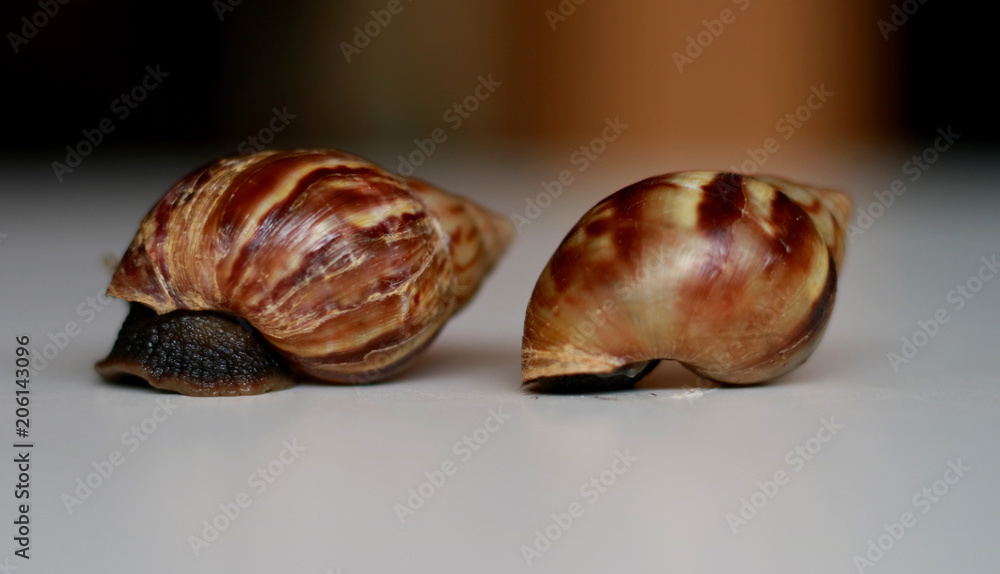 Giant African land snail or Achatina fulica.