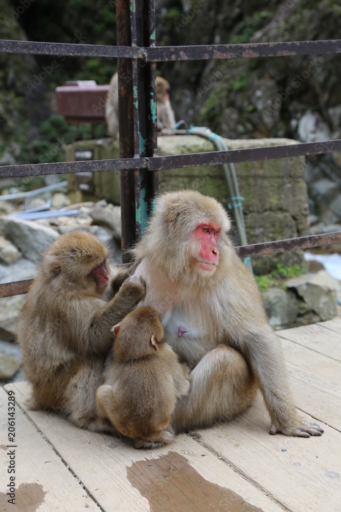 Mother Japanese Snow Monkey Nursing Baby
