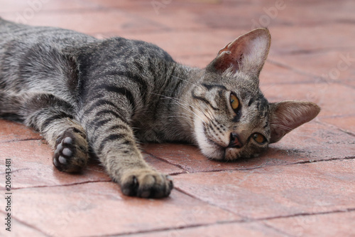 Cat gray color relaxing on the floor at home cute animal looking at the camera