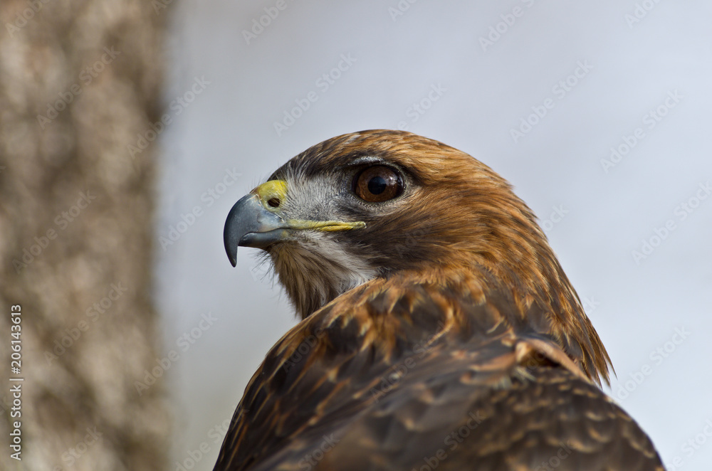 Hawk Profile Hawk Profile