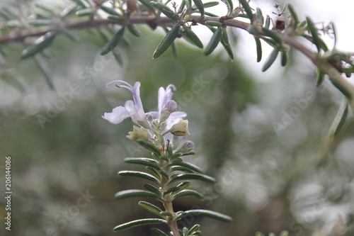 Closeup of Rosemary flower