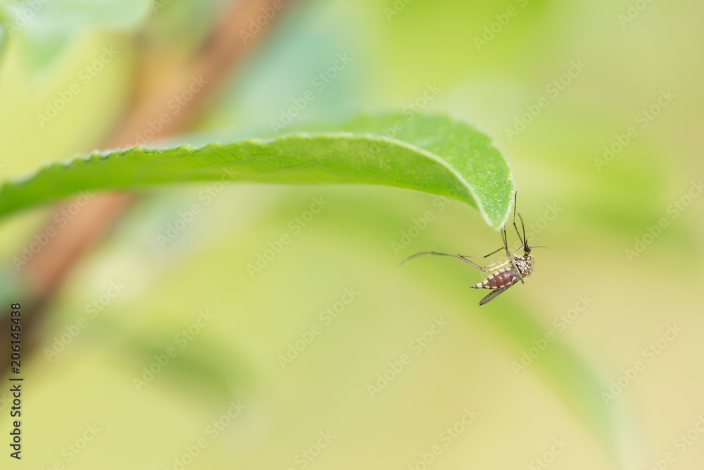 Mosquito filled with blood resting on leaf Mosquito filled with blood resting on leaf