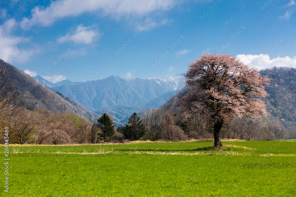 北海道の蝦夷山桜 北海道の蝦夷山桜