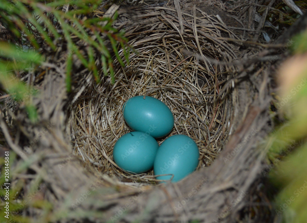 Robin eggs Robin eggs