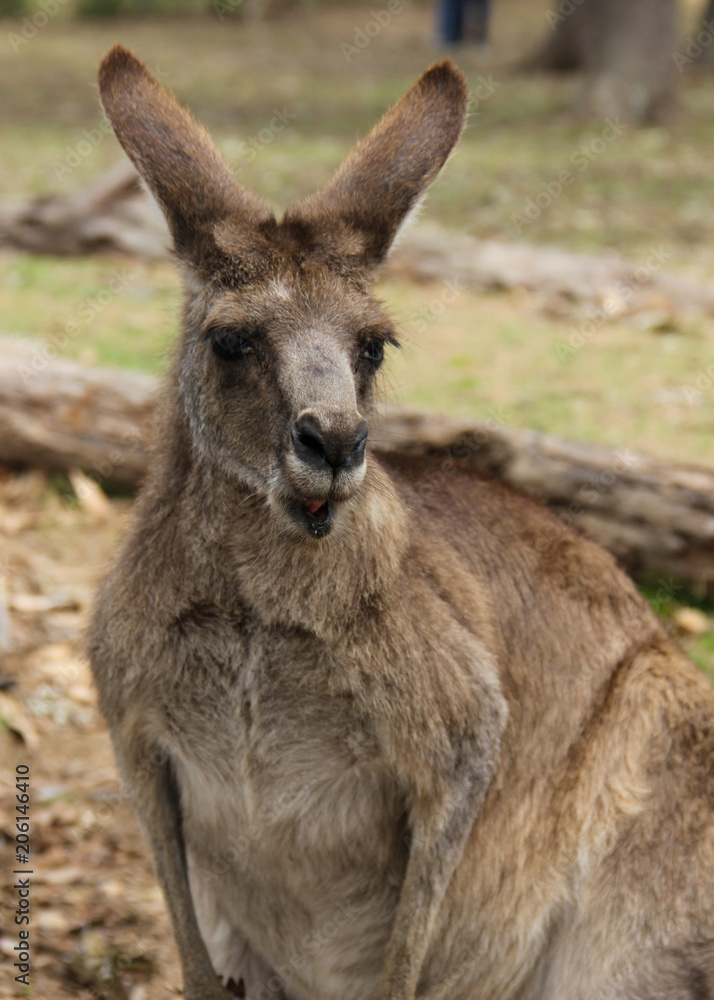 Close up of Kangaroo