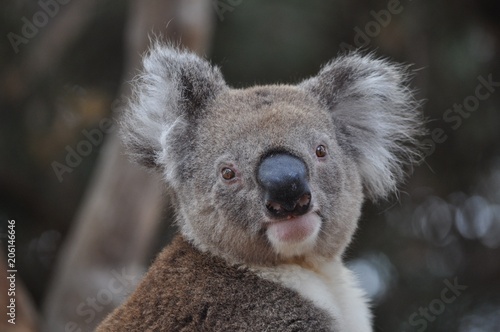 Fototapeta Naklejka Na Ścianę i Meble -  Curious koala 