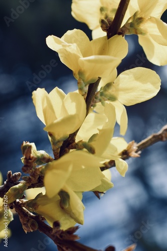 Yellow spring flowers photo