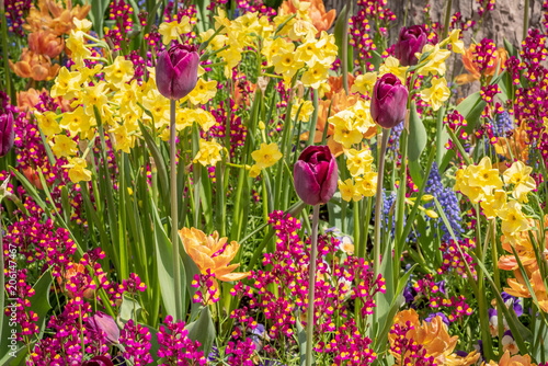 Fototapeta Naklejka Na Ścianę i Meble -  colorful spring garden