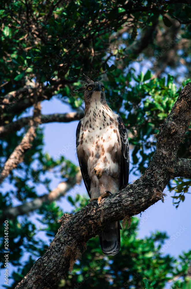 Obraz premium 格好いい鳥