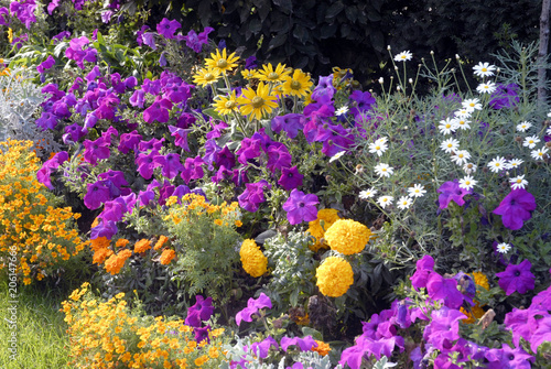 Fleurs colorées en massif, plate bande mauve et jaune, France
