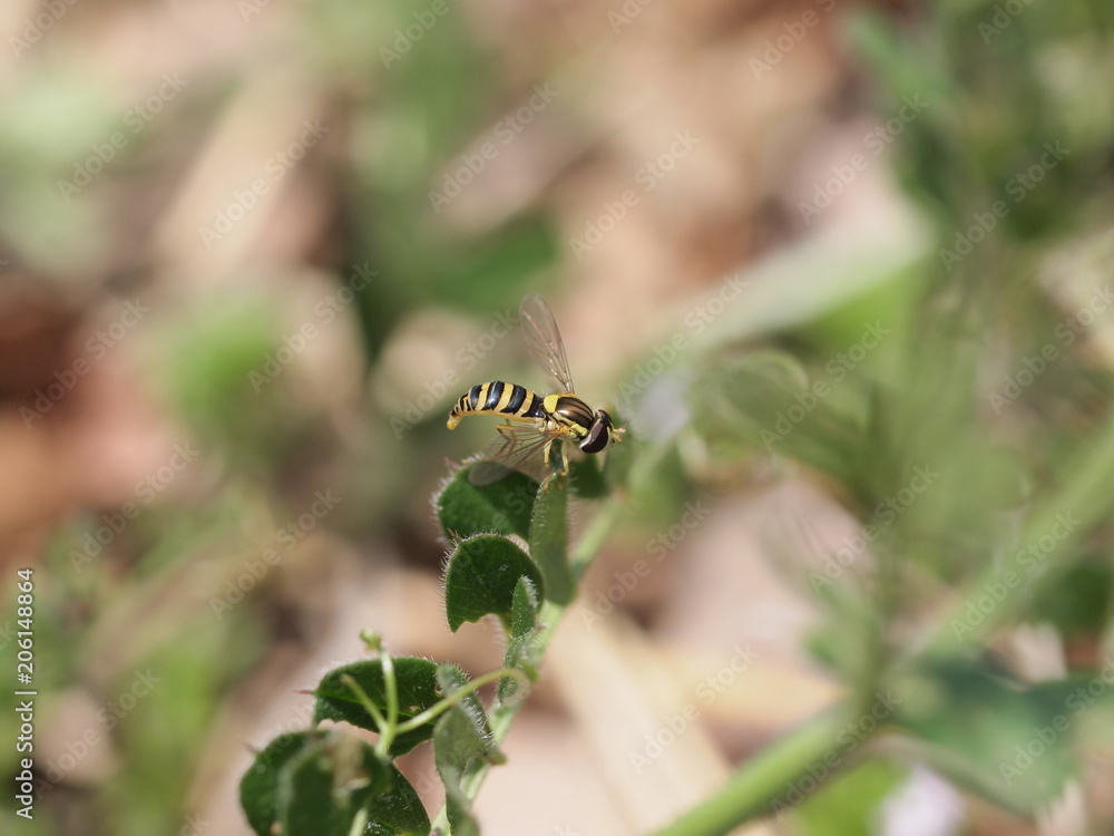 葉に止まるハナアブ 蜂の模様の小さな虫 葉に止まるハナアブ 蜂の模様の小さな虫