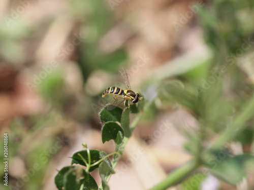 葉に止まるハナアブ　蜂の模様の小さな虫 © lemon-cream
