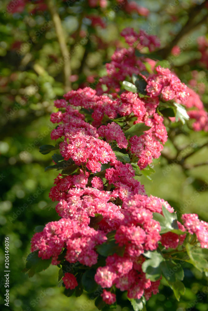 Obraz premium Aubépine rose, arbre ornemental, France