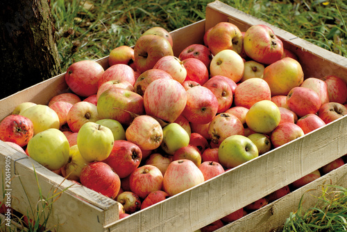 Tableau sur toile Pommes à cidre en cageot bois, Calvados, Normandie, France