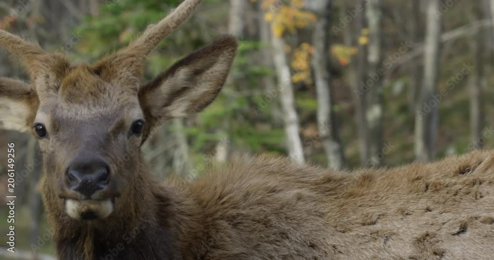 Deer in autumn - hunting season - turning his head around Deer in autumn - hunting season - turning his head around