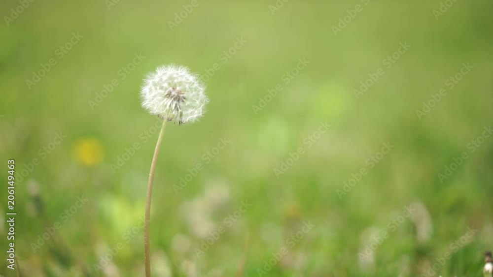 The white dandelion spore swaying in the wind. The white dandelion spore swaying in the wind.