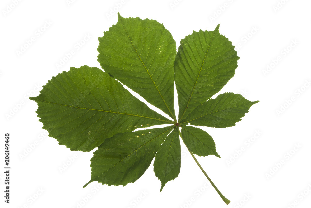 tree leaves isolated on white background tree leaves isolated on white background