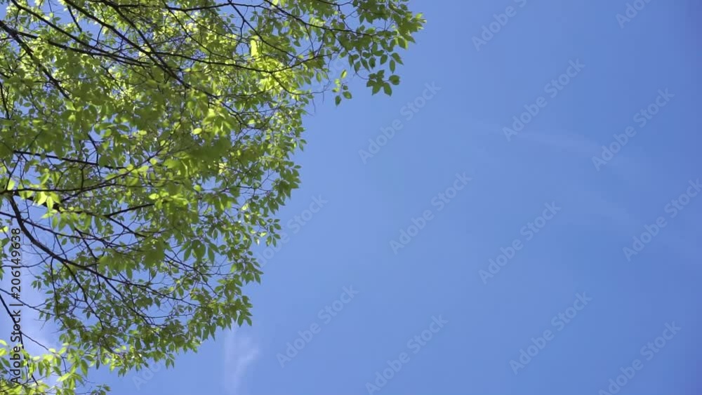 Tree leaves swaying in the blue sky Tree leaves swaying in the blue sky