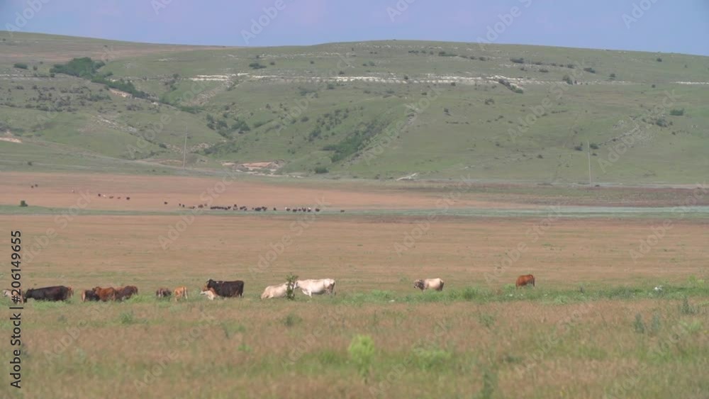 Herd of the running horses in the field in slow motion Herd of the running horses in the field in slow motion
