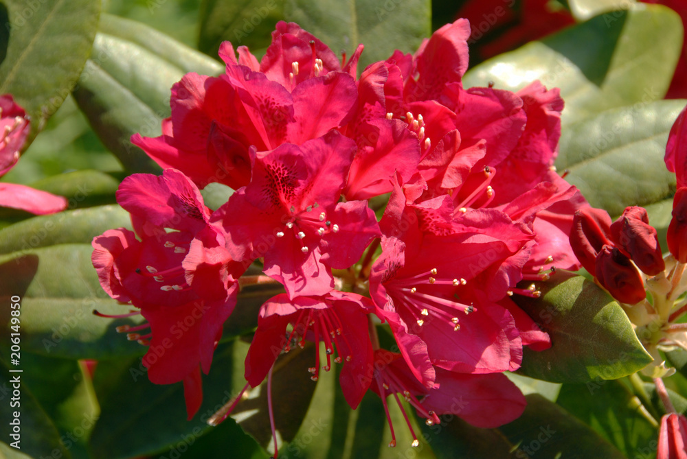 Rhododendrons rouges, fleurs ornementales, France Rhododendrons rouges, fleurs ornementales, France