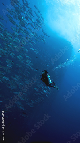 Diver observing a large school of fish in Roca Partida, Revillagigedo Archipelago, Mexican Pacific, UNESCO World Heritage Site