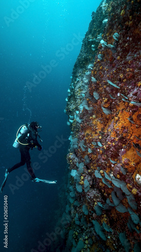 Diver observing a drop-off, a healthy reef in the deep of Malpelo Island, Colombian UNESCO World Heritage Site. Malpelo is a remote underwater diving paradise with abundant sea life. photo
