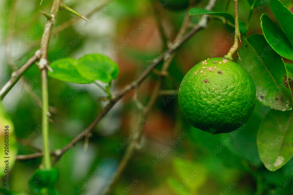 citrus canker disease causes by bacteria lime fruit canker major