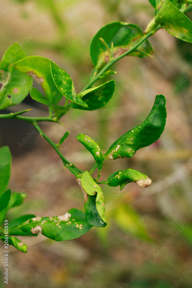 citrus canker disease is brown spots on the leaves limes Stock Photo