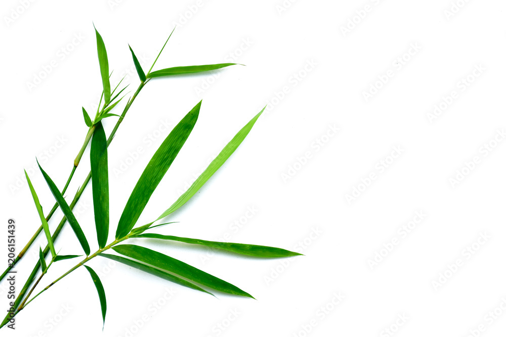 Fototapeta Zakończenie - w górę bambusów liści na białym tle