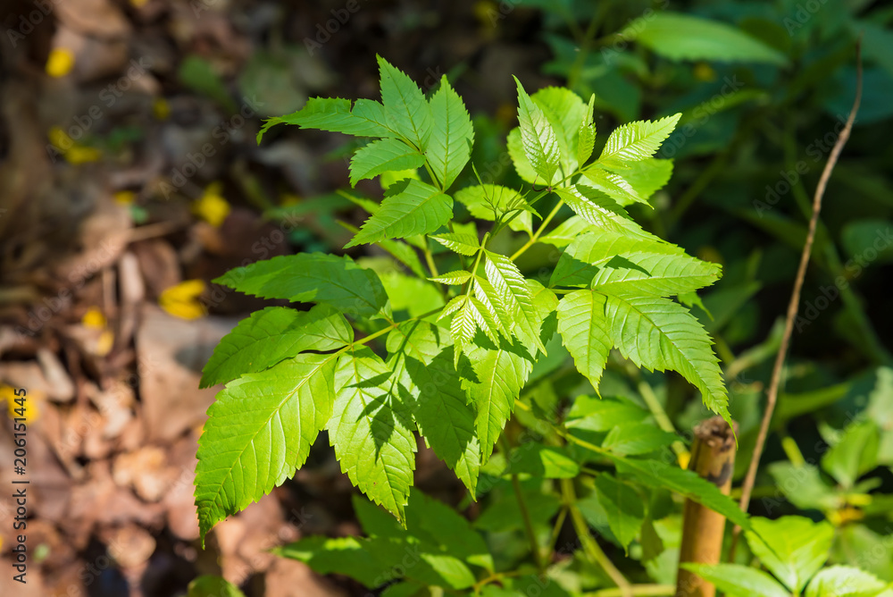 Closeup natural view of green leaf with copy space using as nature background or wallpaper. Closeup natural view of green leaf with copy space using as nature background or wallpaper.