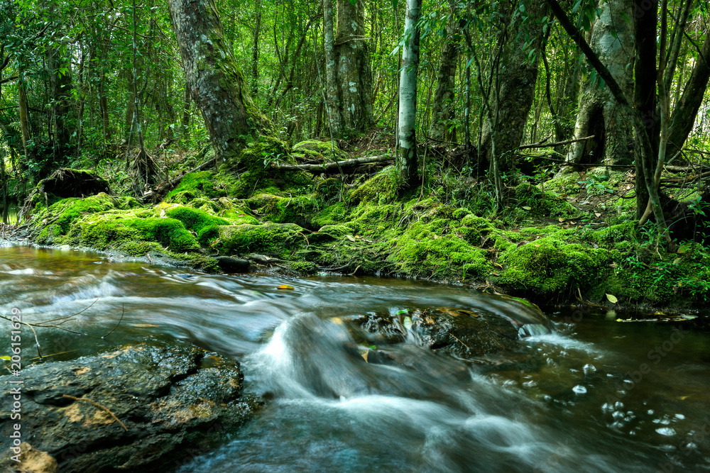 Mountain stream in the forest, the water flows through the stones, calm and serene landscape of rainforest.