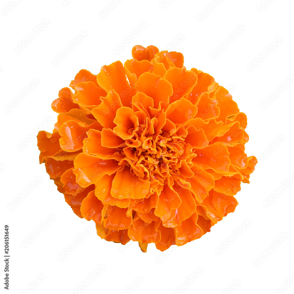 Obraz premium piękny pomarańczowy kwiat nagietka na białym tle na białym tle ze ścieżką przycinającą