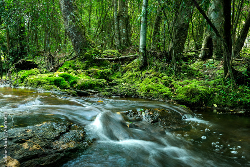 Mountain stream in the forest, the water flows through the stones, calm and serene landscape of rainforest.