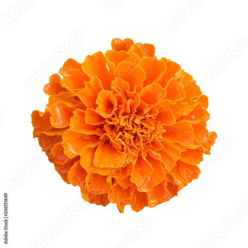 beautiful orange marigold flower isolated on white background with clipping path