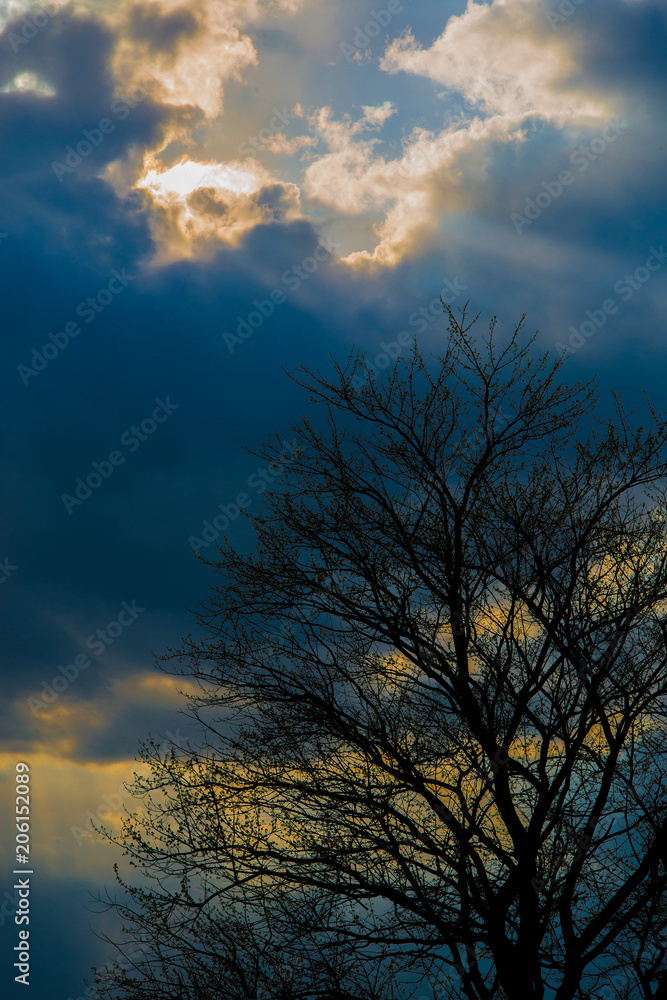 Blue Sky Bare Tree Blue Sky Bare Tree