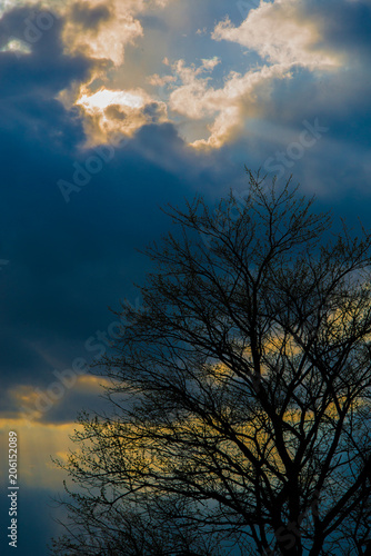 Blue Sky Bare Tree © Pat Bourque 