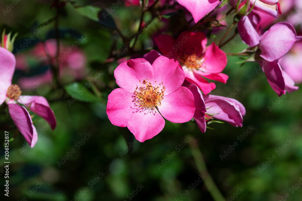 Obraz premium ピンク色のばら「ハイウェイローズ」の花のアップ 